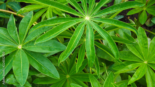 Beautiful lupine flower leaves on a flower bed in the garden.The view from the top.