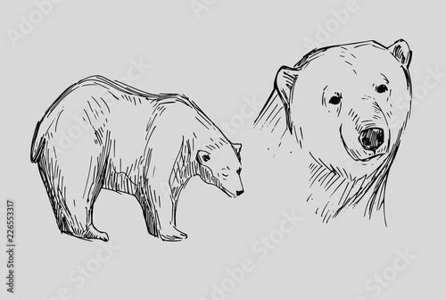 Sketch of polar bear. Hand drawn illustration converted to vector