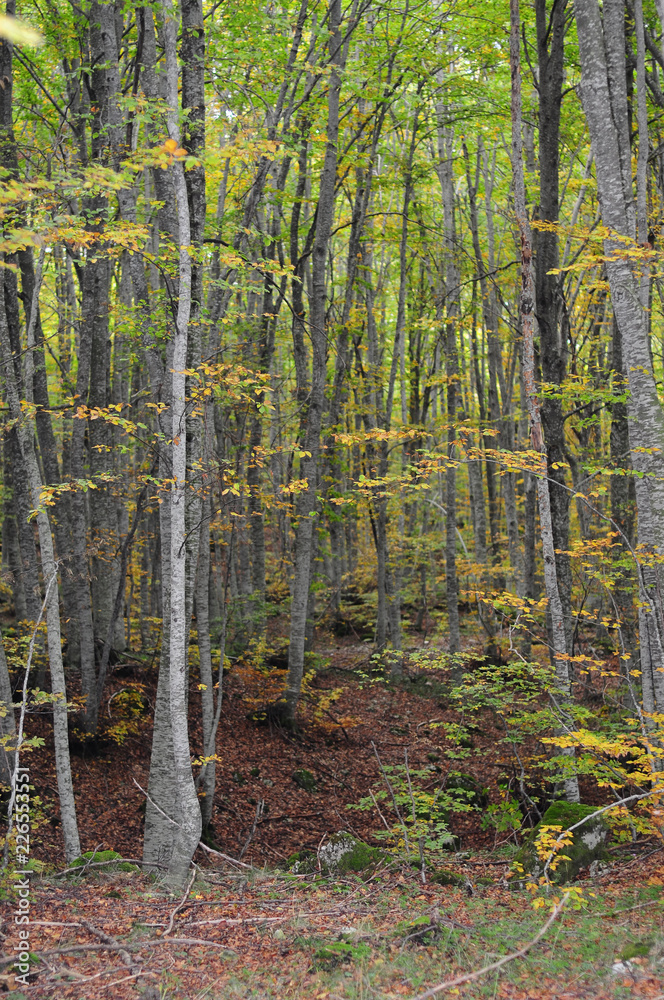 Autumnal yellow leaves