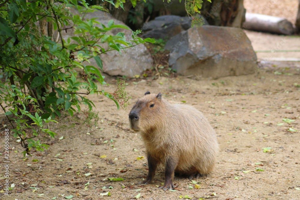 Naklejka premium cabiai dans son enclos