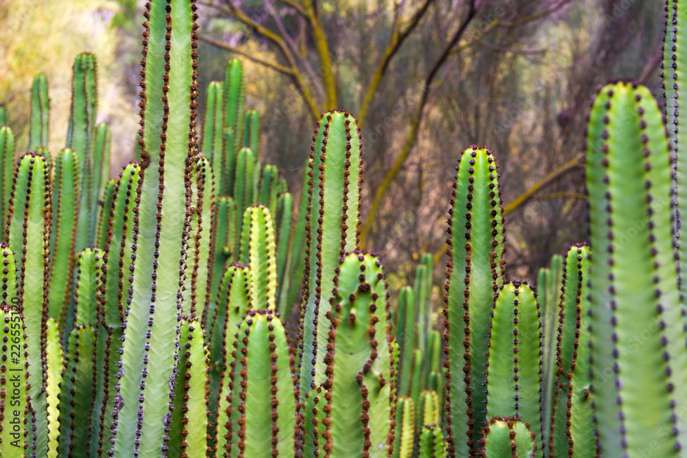 Euphorbia canariensis. Canary Island cactus.
Euphorbia canariensis. Canary Island cactus.