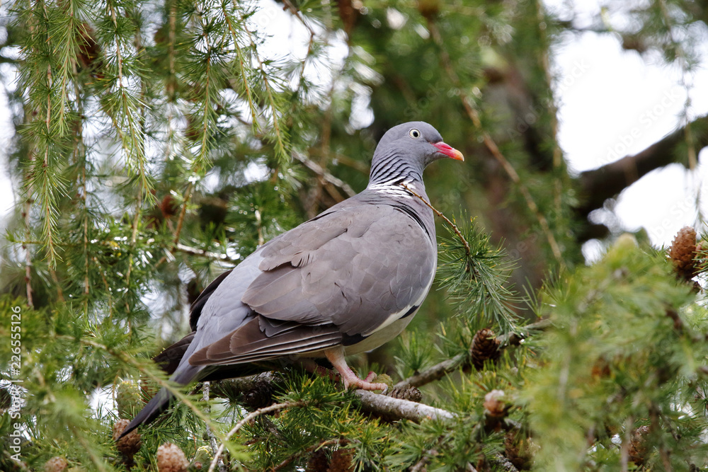 Obraz premium Ringeltaube