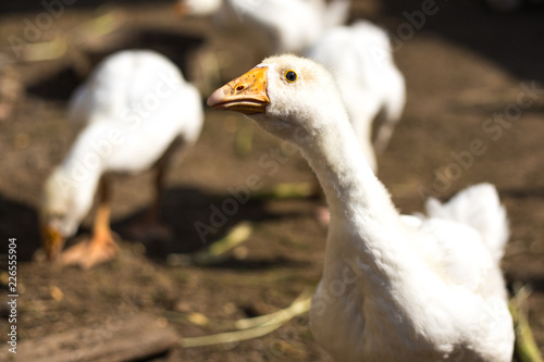 the white goose runs stretching its neck