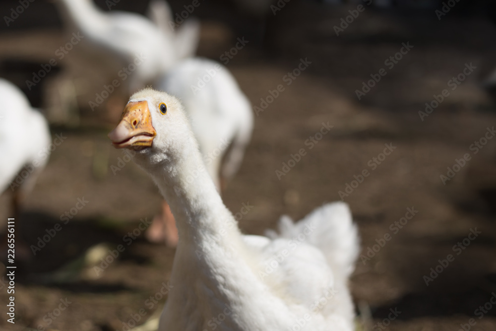 the white goose runs stretching its neck the white goose runs stretching its neck