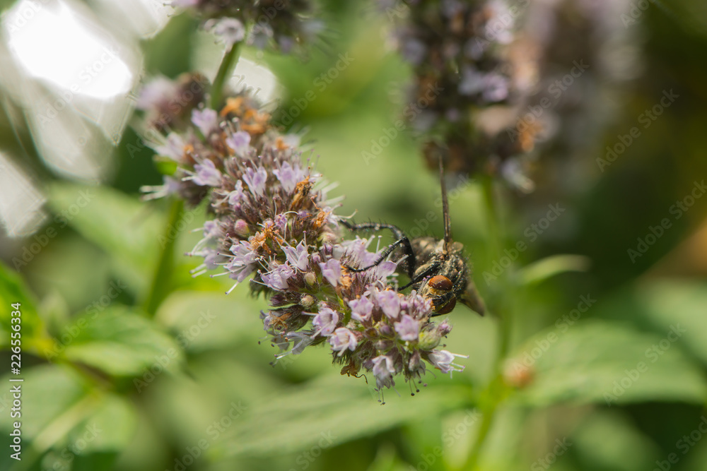 Schwebfliege an einer Blüte Schwebfliege an einer Blüte