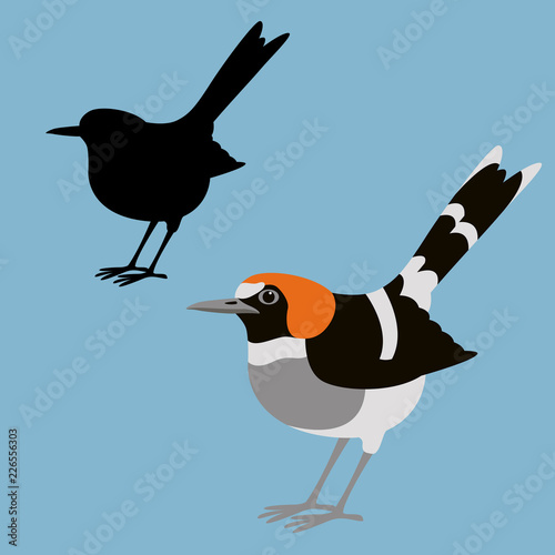 chestnut-naped forktail bird vector illustration flat style photo