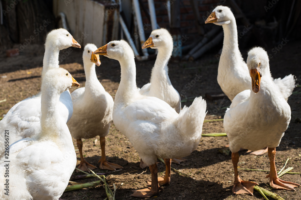 a flock of geese gathered in a circle