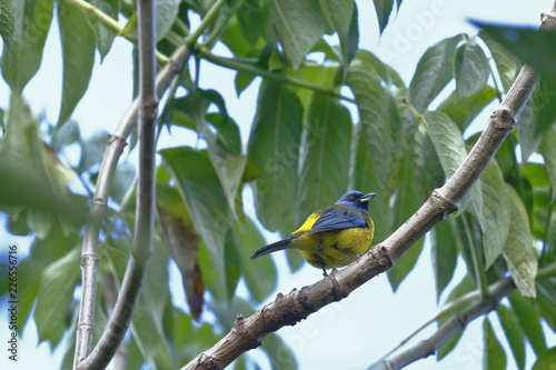 Blue-and-yellow tanager (Thraupis bonariensis) perched on a garden branch photo