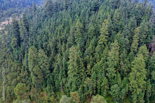 Foto aérea de un bosque verde en una montaña