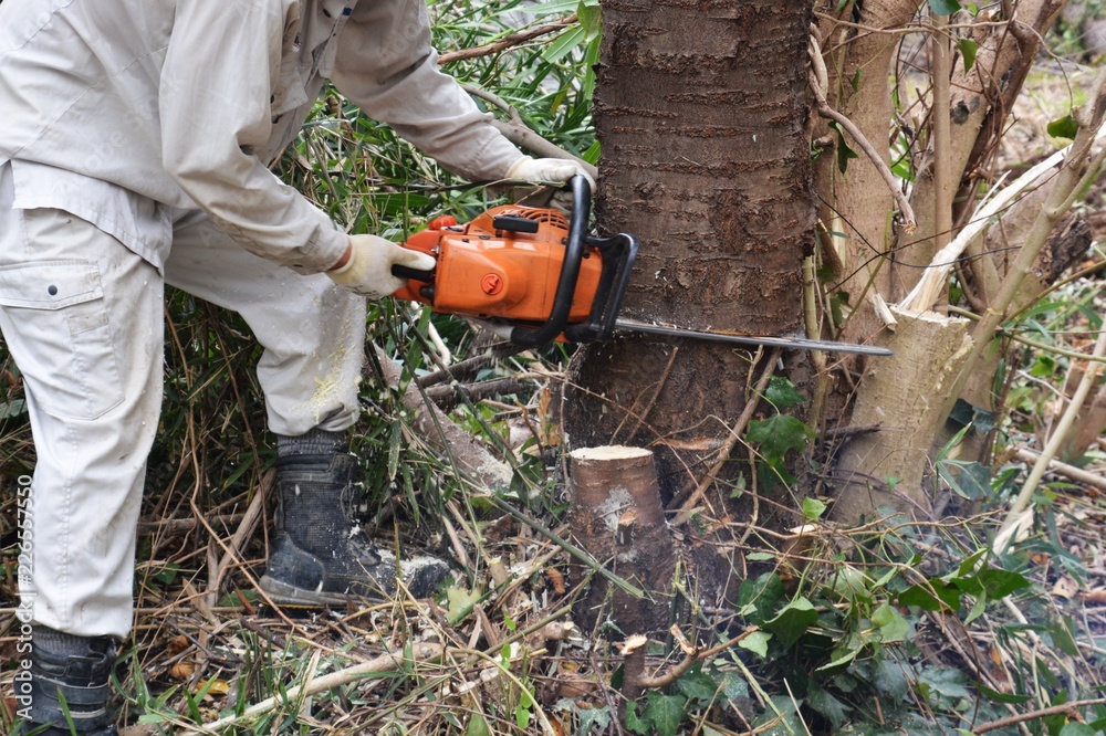 Tree cutting for housing land development Tree cutting for housing land development