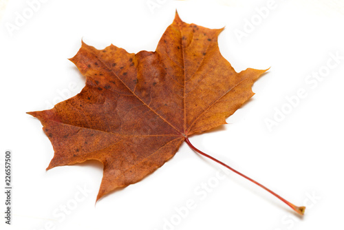 Dry maple leaf on a white background. Side view.