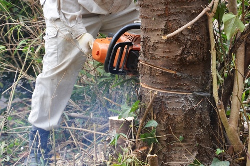 Tree cutting for housing land development photo