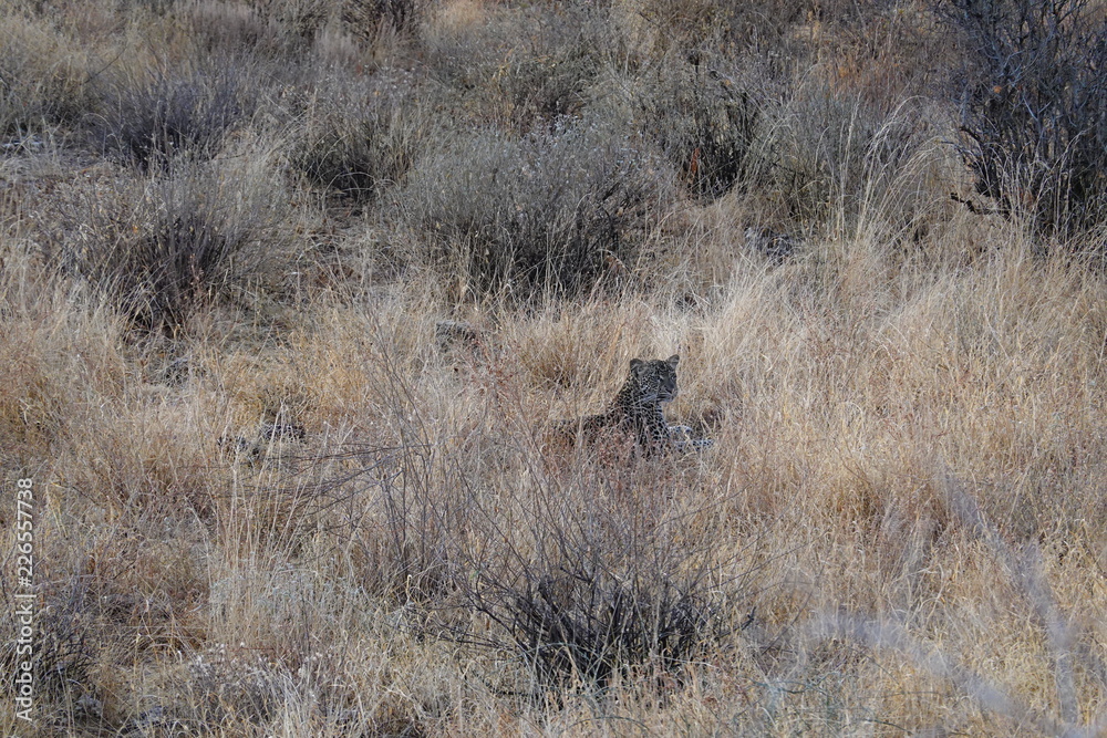 Naklejka premium Leopard Samburu National Parl