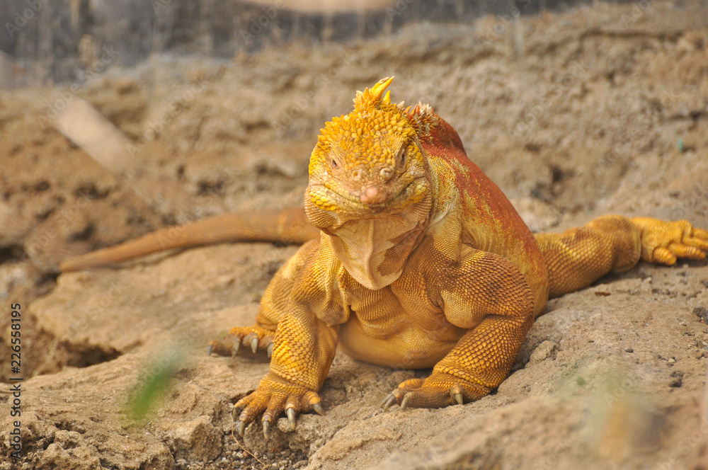 Land Iguana on the island of Santa Cruz, Galapagos, Ecuador Land Iguana on the island of Santa Cruz, Galapagos, Ecuador