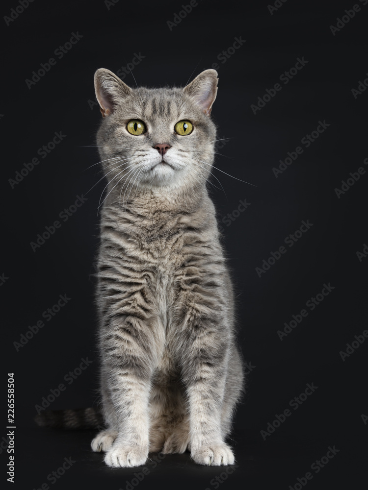 Wise looking senior British Shorthair cat, sitting straight up front view, looking beside camera, isolated on black background