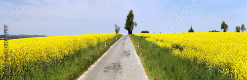 rapeseed field  canola or colza and road