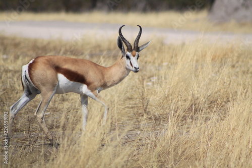 Impala dans la savane africaine