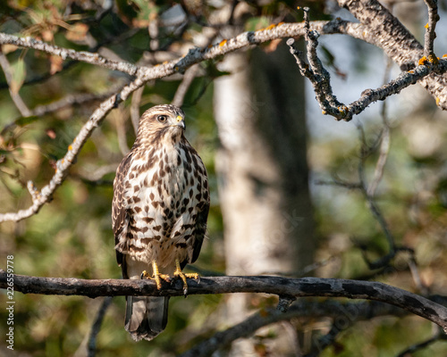 Hawk standing on tree branch