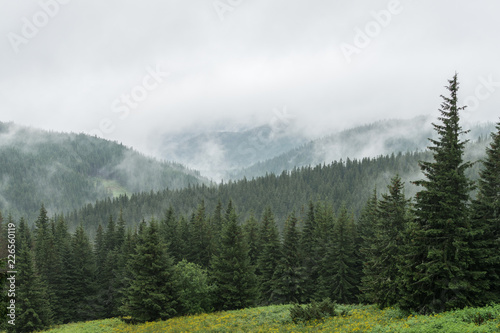 Beautiful and peaceful misty green mounting landscape