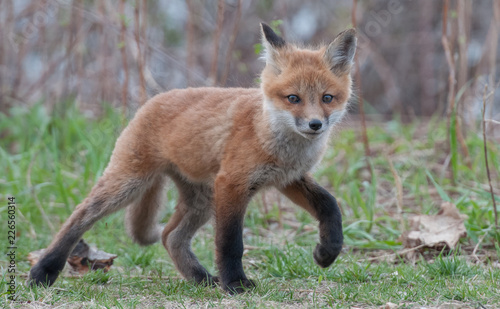 Red fox in the wild