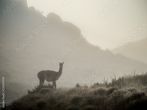 Guanaco in Torres del Paine