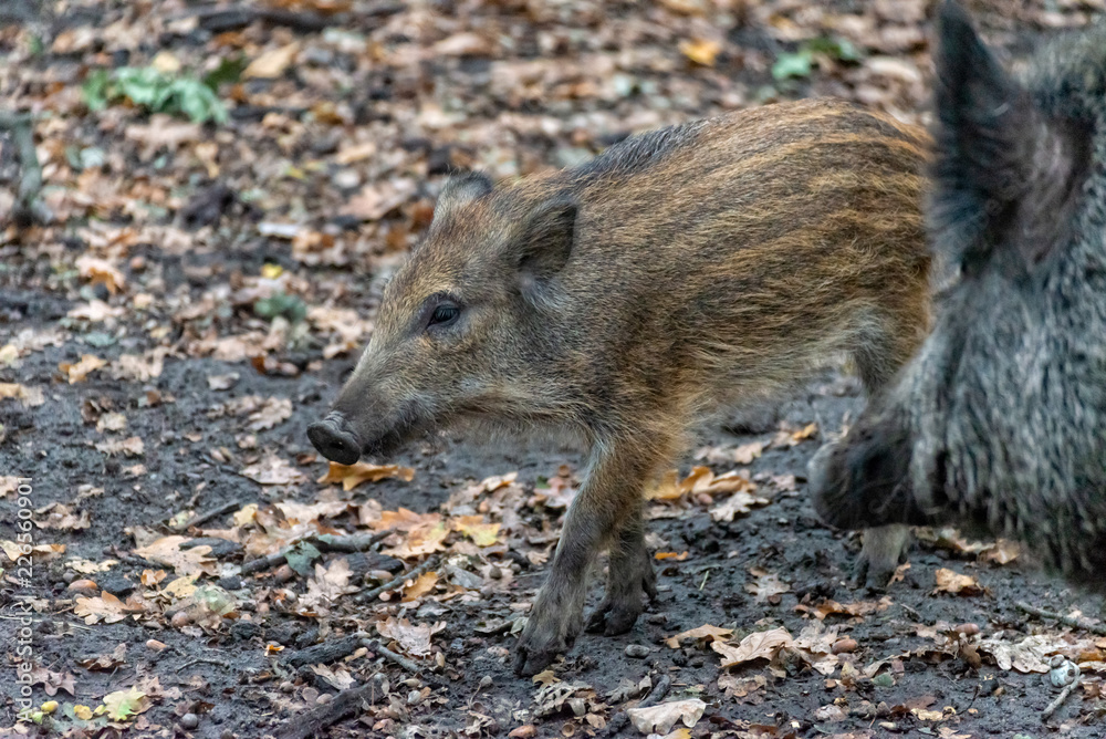 Boar boarling in the forest Boar boarling in the forest