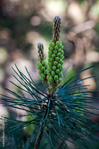 Blooming pine, macro photography