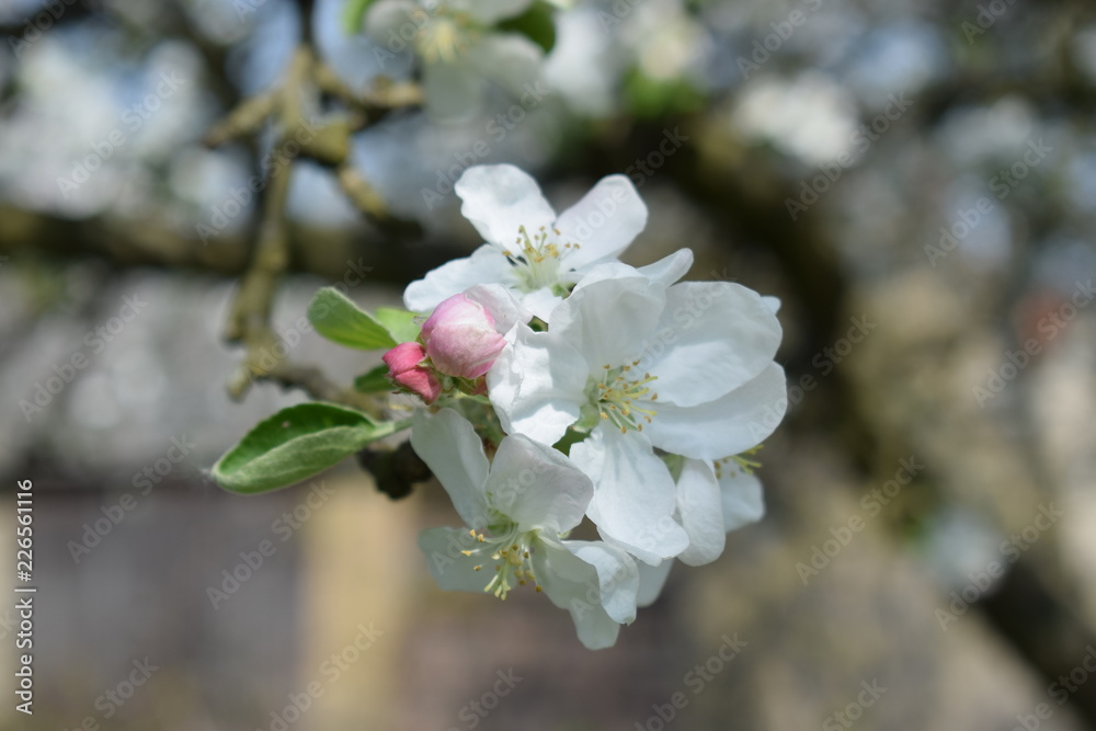 Apple tree bloom in the garden