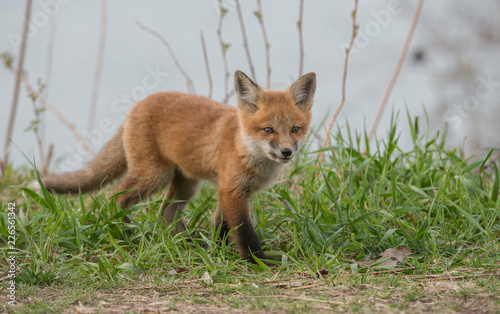 Fototapeta Naklejka Na Ścianę i Meble -  Red fox in the wild