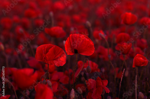 Fototapeta Naklejka Na Ścianę i Meble -  Flowers Red poppies blossom on wild field. Beautiful field red poppies with selective focus. Red poppies in soft light. Opium poppy. Glade of red poppies. Toning. Creative processing in dark low key