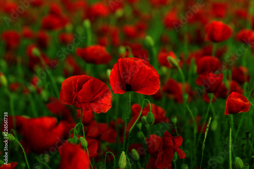 Fototapeta Naklejka Na Ścianę i Meble -  Flowers Red poppies blossom on wild field. Beautiful field red poppies with selective focus. Red poppies in soft light. Opium poppy. Glade of red poppies. Toning. Creative processing in dark low key