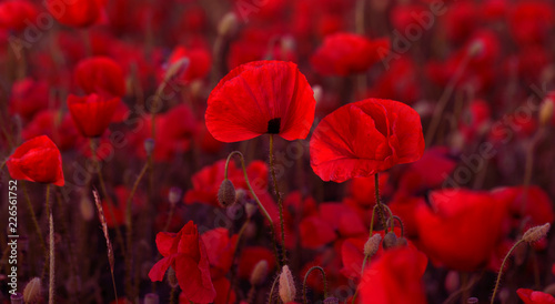 Fototapeta Naklejka Na Ścianę i Meble -  Flowers Red poppies blossom on wild field. Beautiful field red poppies with selective focus. Red poppies in soft light. Opium poppy. Glade of red poppies. Toning. Creative processing in dark low key