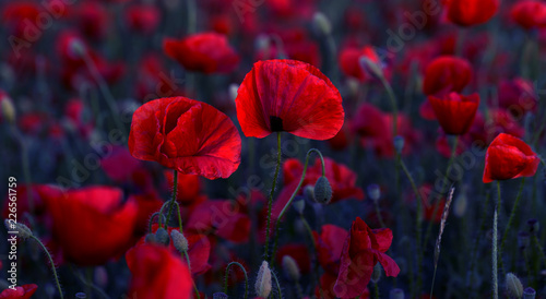 Fototapeta Naklejka Na Ścianę i Meble -  Flowers Red poppies blossom on wild field. Beautiful field red poppies with selective focus. Red poppies in soft light. Opium poppy. Glade of red poppies. Toning. Creative processing in dark low key