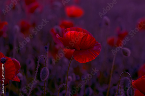 Fototapeta Naklejka Na Ścianę i Meble -  Flowers Red poppies blossom on wild field. Beautiful field red poppies with selective focus. Red poppies in soft light. Opium poppy. Glade of red poppies. Toning. Creative processing in dark low key