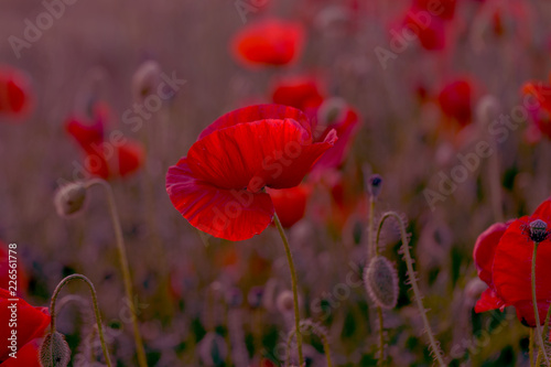 Fototapeta Naklejka Na Ścianę i Meble -  Flowers Red poppies blossom on wild field. Beautiful field red poppies with selective focus. Red poppies in soft light. Opium poppy. Glade of red poppies. Toning. Creative processing in dark low key