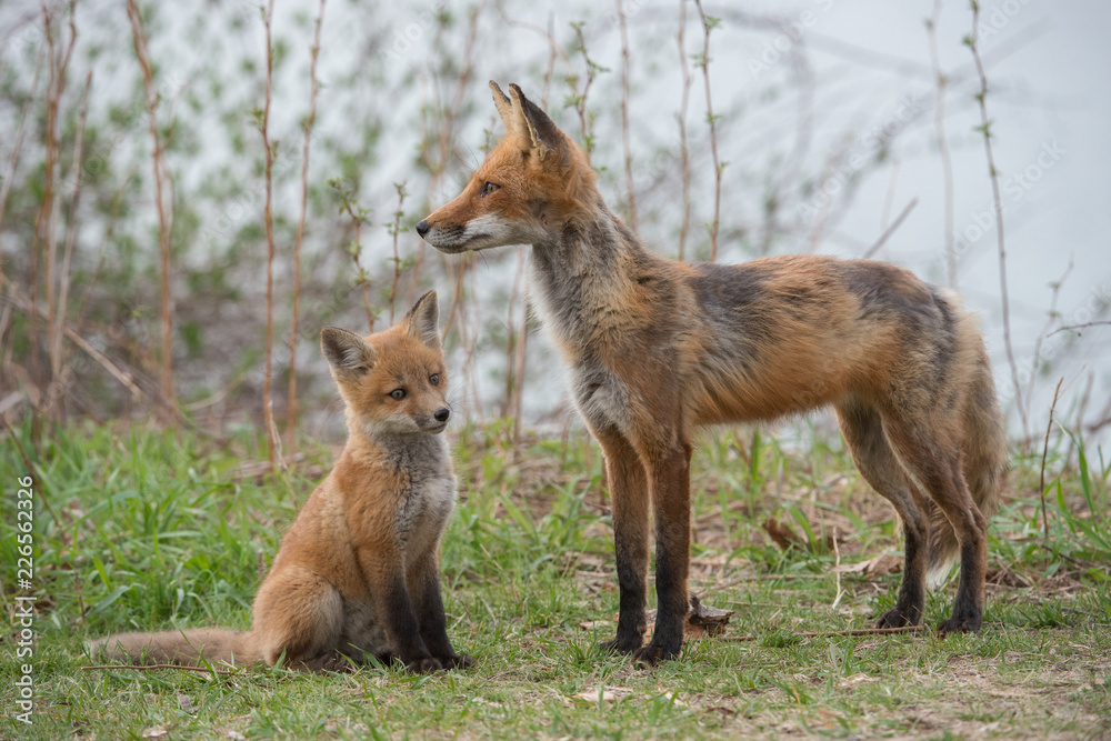 Red fox in the wild Red fox in the wild