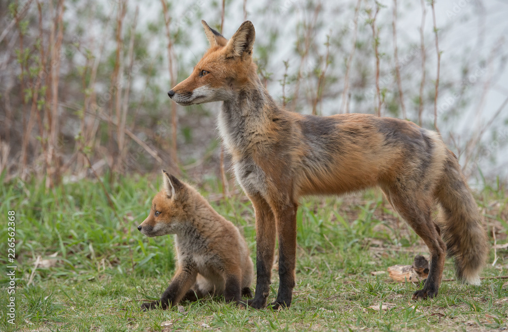 Red fox in the wild