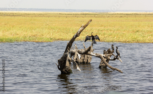 Botswana birds. Cormorant is sitting in front of two bird-friends on the log in Delta Okovango photo