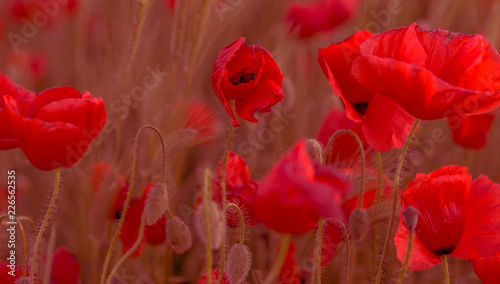 Fototapeta Naklejka Na Ścianę i Meble -  Flowers Red poppies blossom on wild field. Beautiful field red poppies with selective focus. Red poppies in soft light. Opium poppy. Glade of red poppies. Toning. Creative processing in dark low key