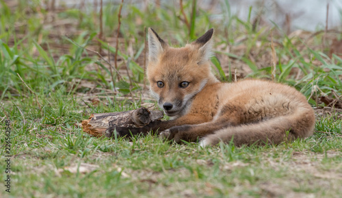 Red fox in the wild © Jillian