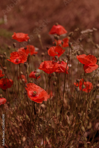 Fototapeta Naklejka Na Ścianę i Meble -  Flowers Red poppies blossom on wild field. Beautiful field red poppies with selective focus. Natural drugs. Glade of red poppies. Lonely poppy. Soft focus blur. Toning. Creative processing