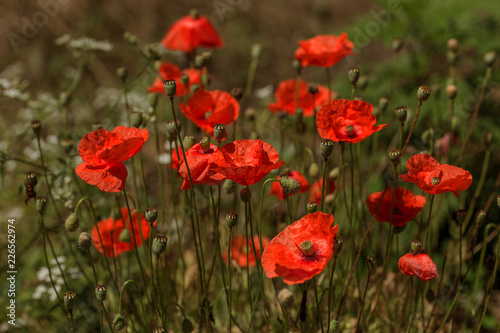 Fototapeta Naklejka Na Ścianę i Meble -  Flowers Red poppies blossom on wild field. Beautiful field red poppies with selective focus. Natural drugs. Glade of red poppies. Lonely poppy. Soft focus blur. Toning. Creative processing