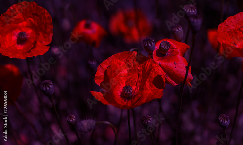 Fototapeta Naklejka Na Ścianę i Meble -  Flowers Red poppies blossom on wild field. Beautiful field red poppies with selective focus. Natural drugs. Glade of red poppies. Lonely poppy. Soft focus blur. Toning. Creative processing