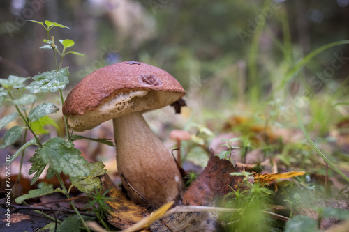 Mushroom in the autumn Forest.