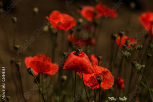 Fototapeta Naklejka Na Ścianę i Meble -  Flowers Red poppies blossom on wild field. Beautiful field red poppies with selective focus. Natural drugs. Glade of red poppies. Lonely poppy. Soft focus blur. Toning. Creative processing