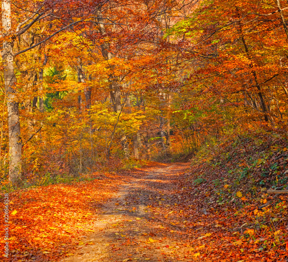 Nice autumnal scene in the forest