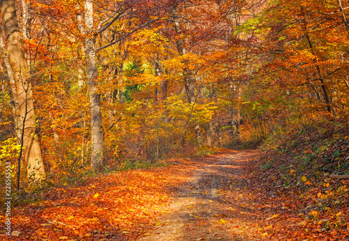 Nice autumnal scene in the forest