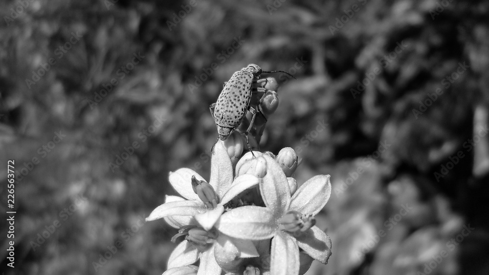 Fototapeta premium Bug in BW