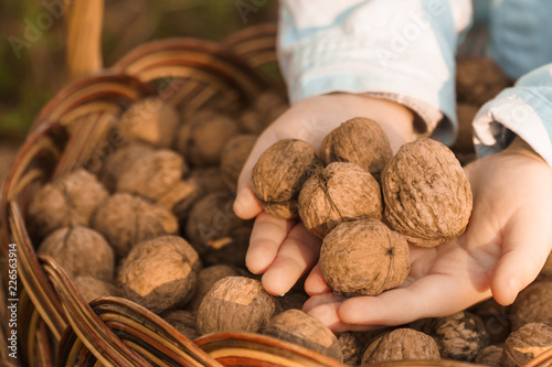  girl in the garden. lots of nuts. basket of nuts. child collects