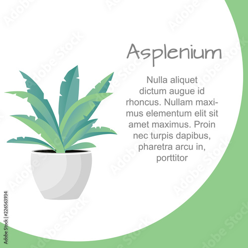 Vector Illustration. Plant in pot. Asplenium flower. Flat style